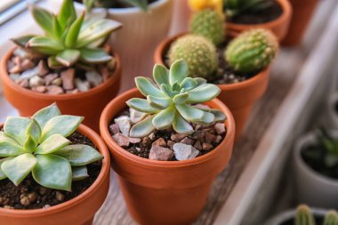 Pencere eşiküzerinde tencere yeşil sulu