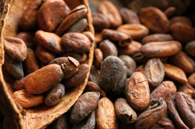 Kakao çekirdekli pod, closeup