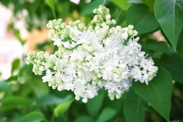 Blommande syren utomhus vårdag — Stockfoto