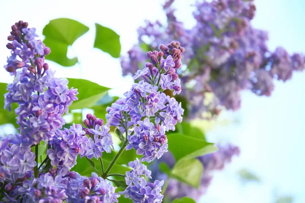 Blommande syren utomhus vårdag — Stockfoto