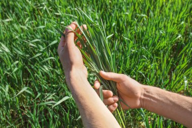 Tarlada yeşil buğday tutan adam, yakın çekim