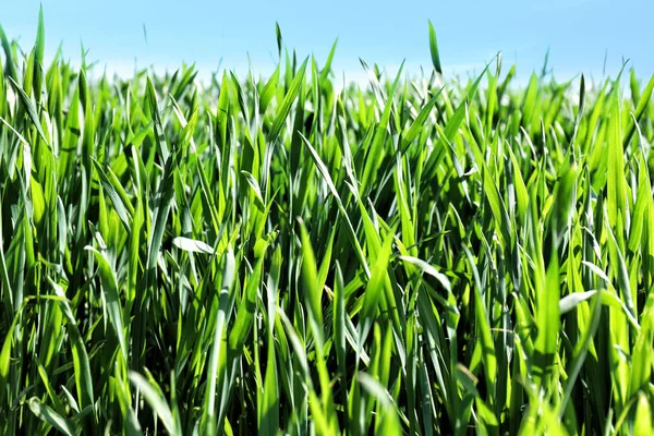 Green wheat field on spring day — Stock Photo, Image