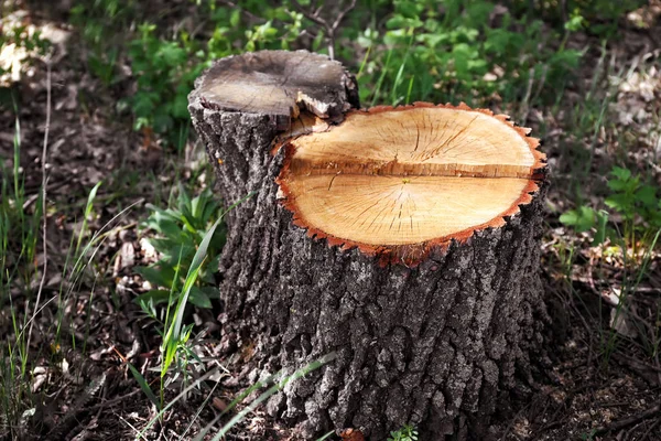 Boomstronk in lente bos — Stockfoto