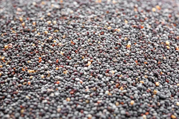 Muitas sementes de papoila como fundo — Fotografia de Stock