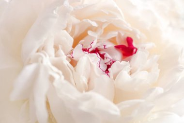 Güzel beyaz şakayık çiçek, closeup