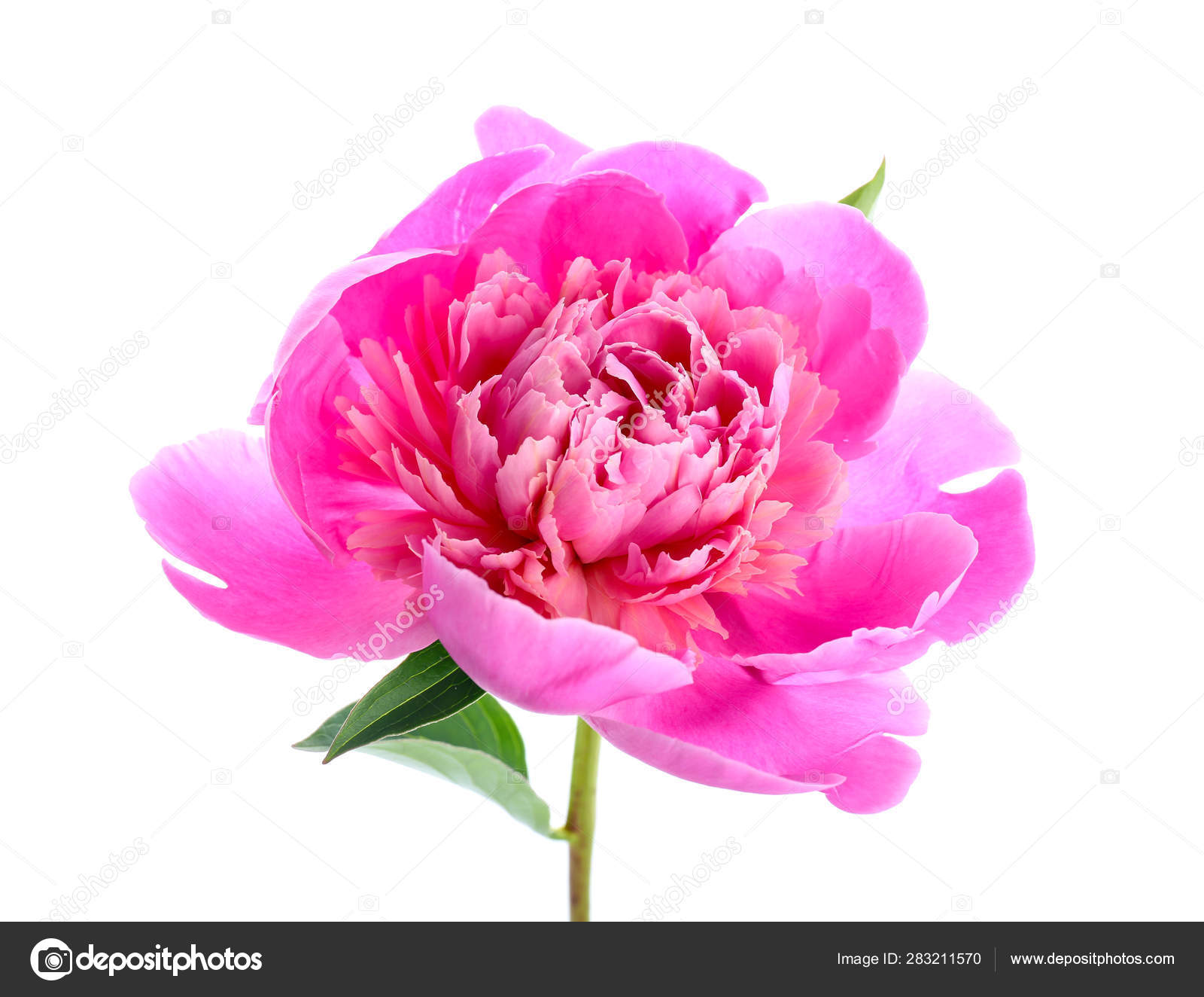 白色背景上美丽的牡丹花 图库照片 C Serezniy 白色背景上美丽的牡丹花 图库照片 C Serezniy