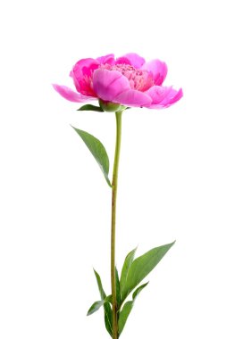 Beyaz arka planda güzel bir şakayık çiçeği