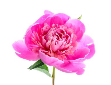 Beyaz arka planda güzel bir şakayık çiçeği