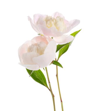 Beyaz arka planda güzel şakayık çiçekleri