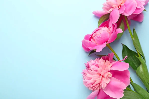 Hermosas flores de peonía sobre fondo de color — Foto de Stock