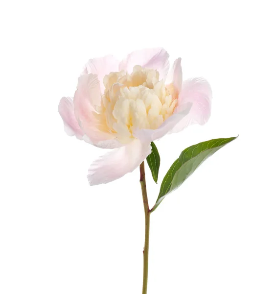 Schöne Pfingstrose Blume auf weißem Hintergrund — Stockfoto