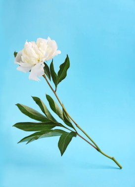 Renkli arkaplanda güzel bir şakayık çiçeği