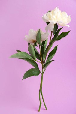 Renkli arkaplanda güzel şakayık çiçekleri