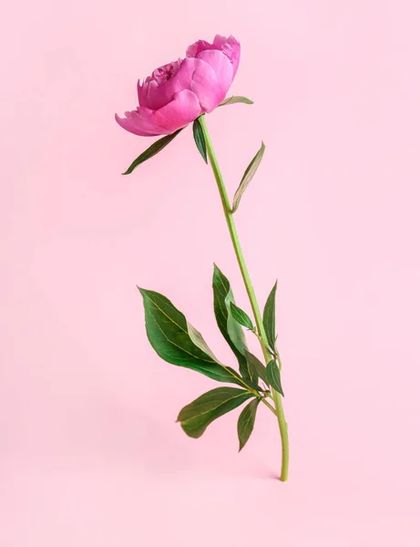 Beautiful peony flower on color background — Stock Photo, Image