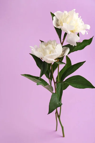 Beautiful peony flowers on color background — Stock Photo, Image