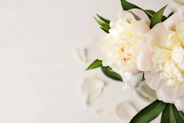 Gyönyörű bazsarózsa virágok fehér háttér, Vértes — Stock Fotó