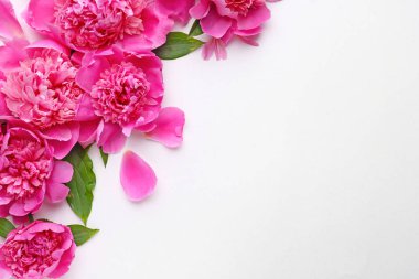 Beyaz arka planda güzel şakayık çiçekleri