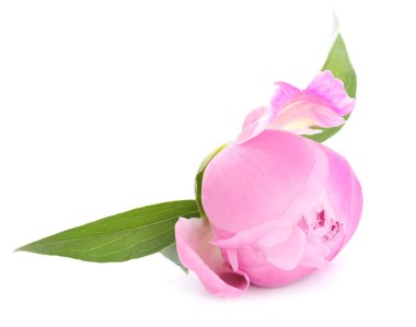 Beyaz arka planda güzel bir şakayık çiçeği