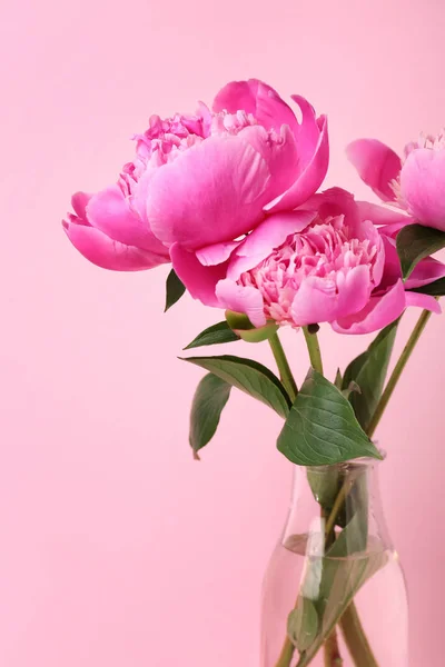 Vase with beautiful peony flowers on color background — Stock Photo, Image