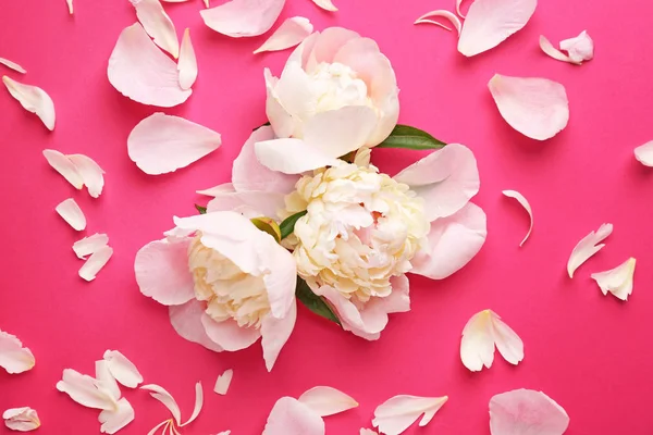 Vackra pion blommor och kronblad på färg bakgrund — Stockfoto