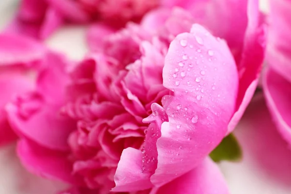 Belle fleur de pivoine avec gouttes d'eau, gros plan — Photo