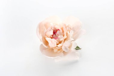 Beyaz arka planda güzel şakayık