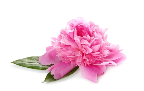 Beautiful peony on white background — Stock Photo, Image