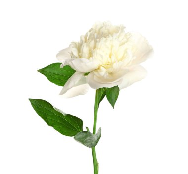 Beyaz arka planda güzel taze şakayık çiçek