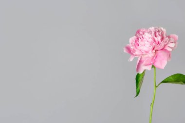 Gri arka planda güzel taze şakayık çiçek