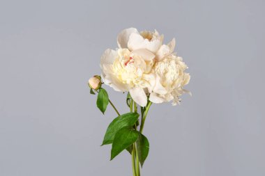 Gri arka planda güzel taze şakayık çiçek