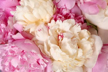 Güzel taze şakayık çiçekler, closeup