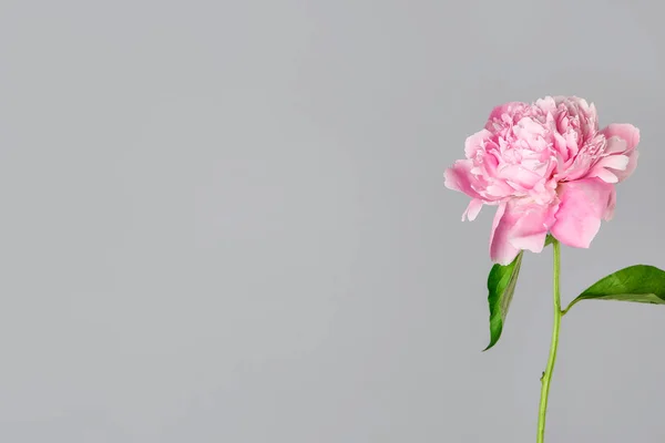 Beautiful fresh peony flower on grey background — Stock Photo, Image