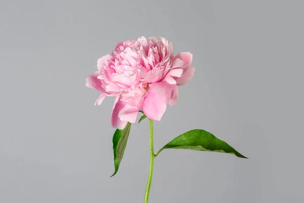 Beautiful fresh peony flower on grey background — Stock Photo, Image