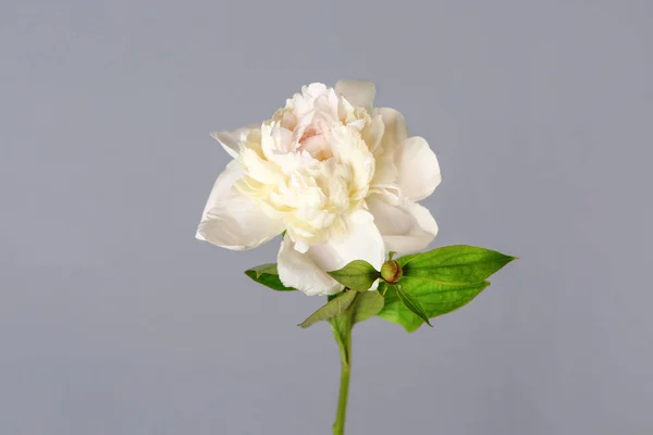 Beautiful fresh peony flower on grey background