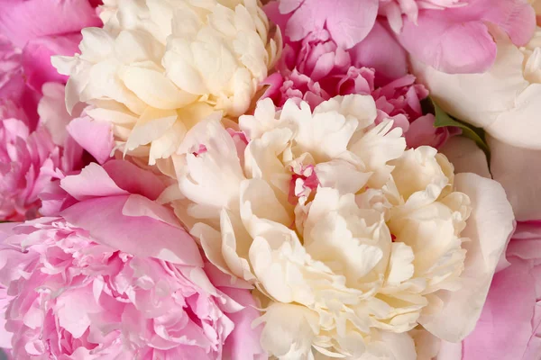 Belles fleurs de pivoine fraîches, gros plan — Photo