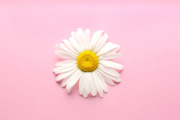 Beautiful blooming flower on color background — Stock Photo, Image