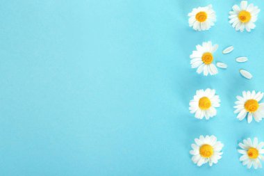 Renk arka planda taze yabani papatya çiçekleri