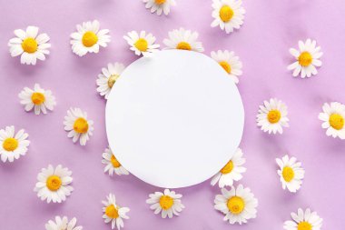 Renkli arka planda taze papatya çiçekleri ile boş kart