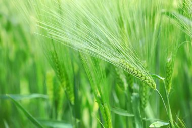 Güneşli bir günde tarlada buğday dikenleri, yakın çekim