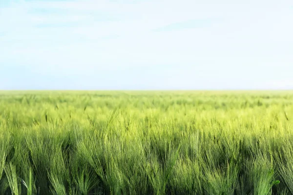 Green wheat field on sunny day — Stock Photo, Image