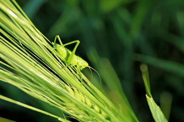 Grasshopper on green wheat spikelet in field, closeup — Stock Photo, Image
