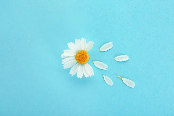 Fresh wild chamomile flower on color background — Stock Photo, Image