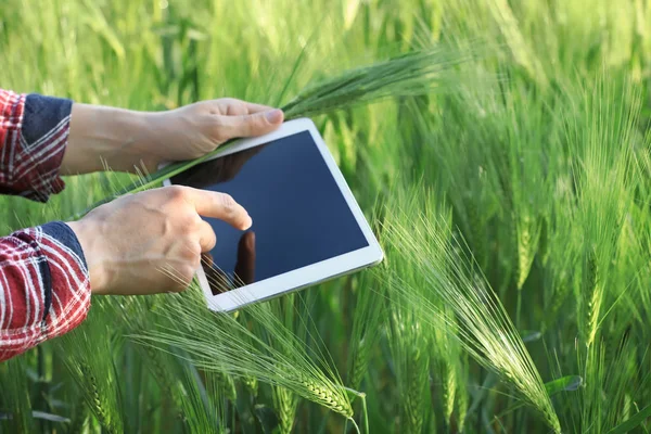 Agronómus tabletta számítógéppel a búza mezőben — Stock Fotó