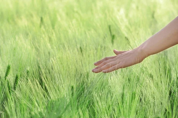 Woman touching young wheat in green field — Stock Photo, Image