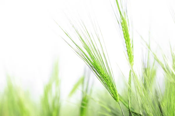 Wheat spikelets in field on sunny day, closeup — Stock Photo, Image