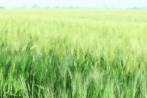 Green wheat field on sunny day — Stock Photo, Image