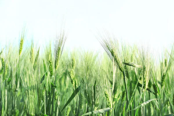 Wheat spikelets in field on sunny day — Stock Photo, Image