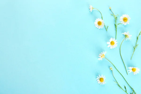 Frische wilde Kamillenblüten auf farbigem Hintergrund — Stockfoto