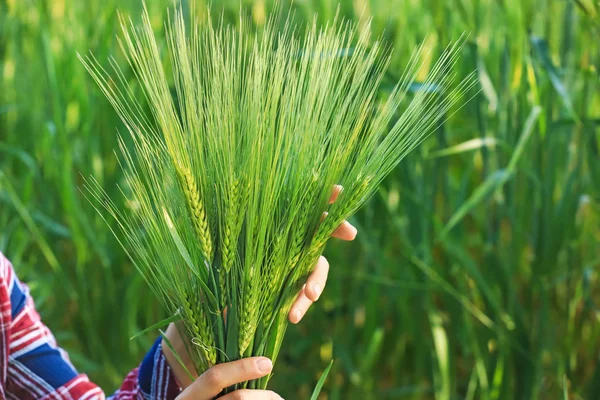 Female farmer in green wheat field, closeup — Stock Photo, Image