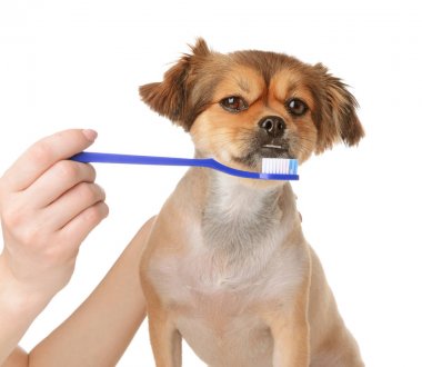 Beyaz arka plan üzerinde fırça ile sevimli köpek Sahibi temizlik dişleri